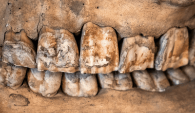 Scientists Just Figured Out Why Neanderthals Collected Rhino Teeth