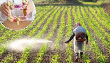 Colorectal cancer in young adults may be linked to weed killer