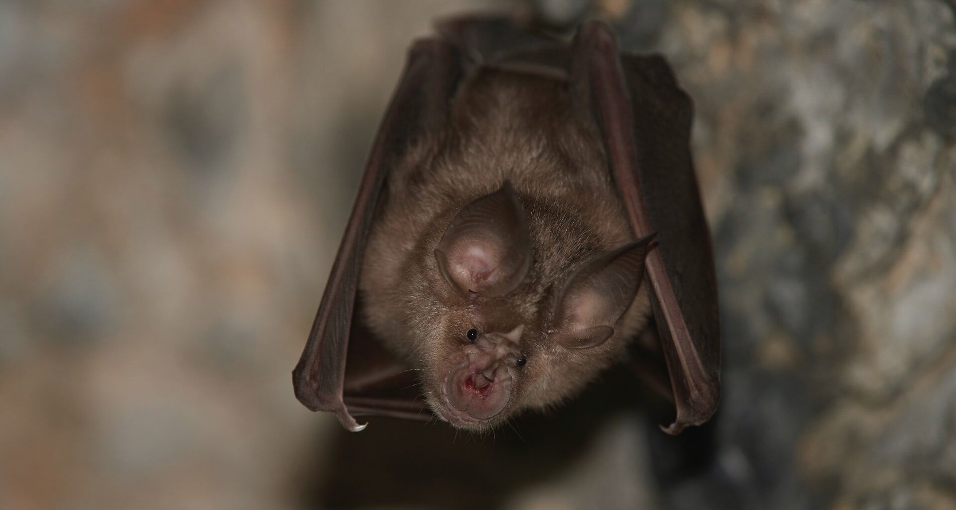 Health department issues warning after rabid bat found inside home, resident exposed in McHenry County