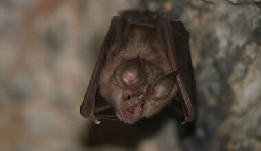 Health department issues warning after rabid bat found inside home, resident exposed in McHenry County