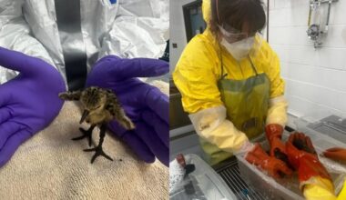 Wildlife officials rescue birds impacted by oil spill in L.A. River
