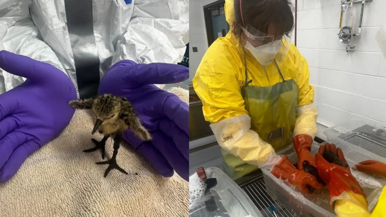 Wildlife officials rescue birds impacted by oil spill in L.A. River