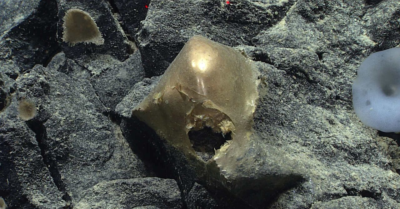 A 'Golden Orb' on the Ocean Floor Came From a Mysterious Animal