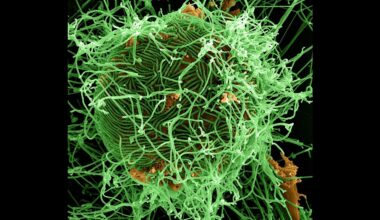 Global News Podcast, What we know about latest Ebola outbreak