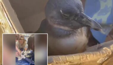 Rescuers save critically endangered penguin found face-down on beach
