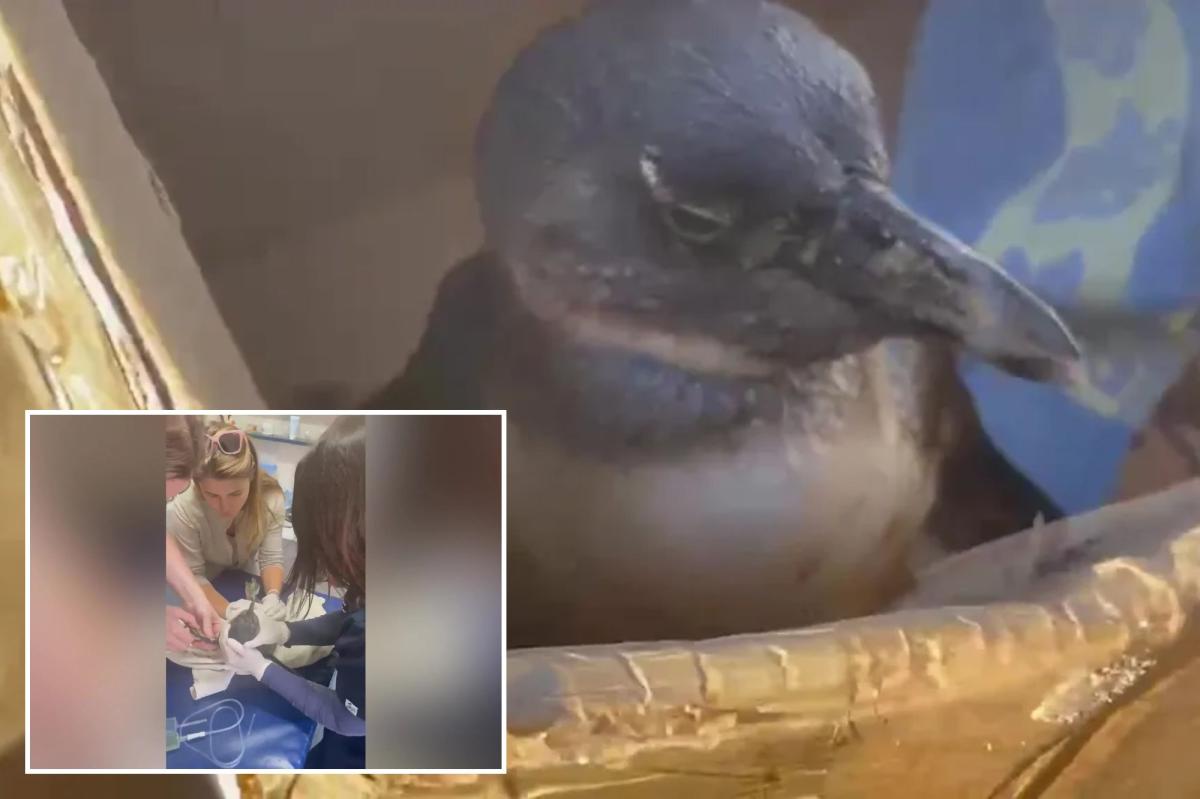 Rescuers save critically endangered penguin found face-down on beach