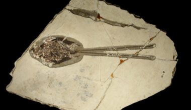 Paleontologists Just Found the Peacock of the Dinosaur Era