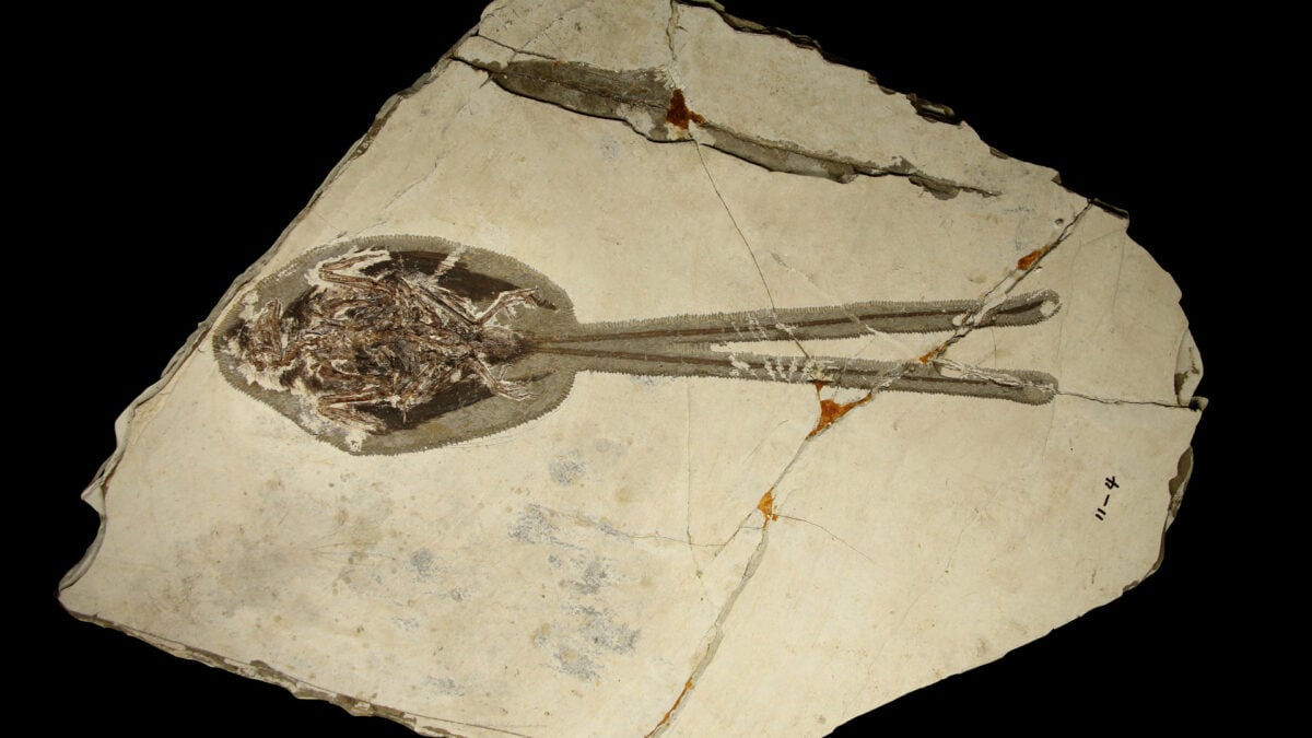 Paleontologists Just Found the Peacock of the Dinosaur Era