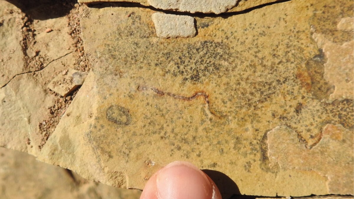 Study Claims 540-Million-Year-Old 'Animal' Fossils Are Something Else Entirely
