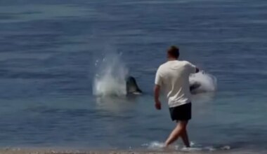 US Man Arrested After Video Shows He Threw Rock At Endangered Seal In Hawaii