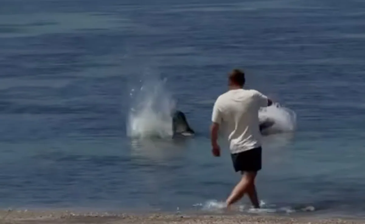 US Man Arrested After Video Shows He Threw Rock At Endangered Seal In Hawaii