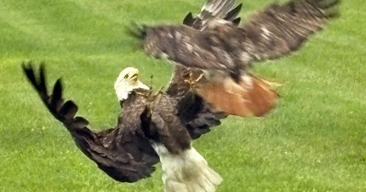 Red-tailed hawk attacks bald eagle over food in woman's yard