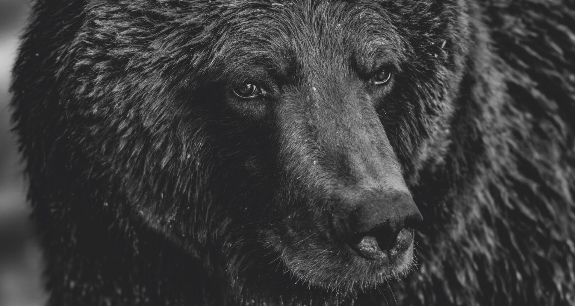 A close-up photograph by Paul Nicklen of a grizzly bear