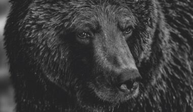 A close-up photograph by Paul Nicklen of a grizzly bear