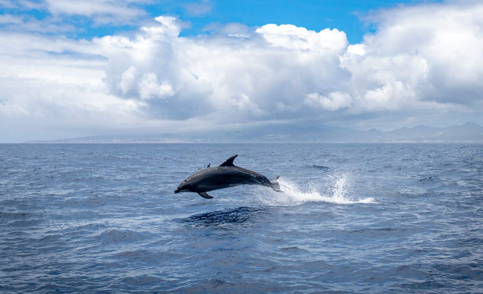 Dolphins washed ashore in Portugal due to pollution