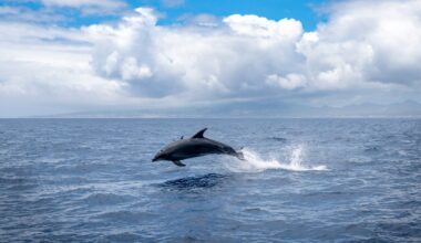 Dolphins washed ashore in Portugal due to pollution