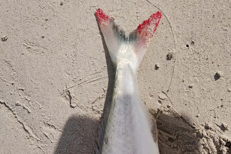 A salmon with a distinctly red tail.