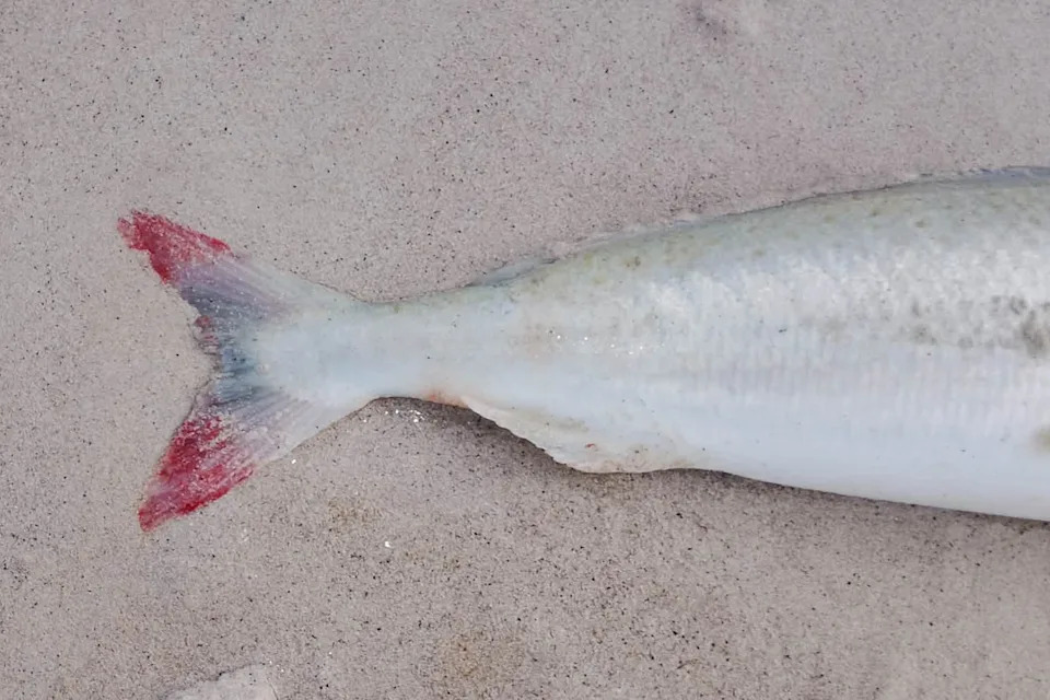 A salmon on the sand showing its red tail.