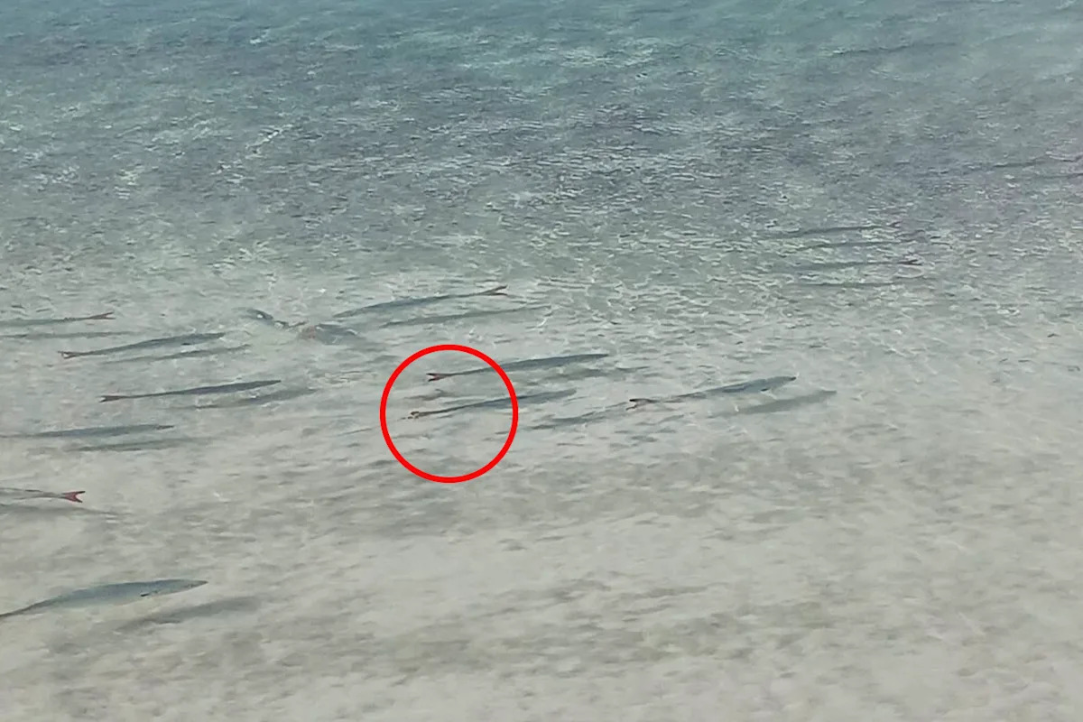 Aussie beachgoer's strange find on fish triggers urgent investigation: 'Don't touch them'