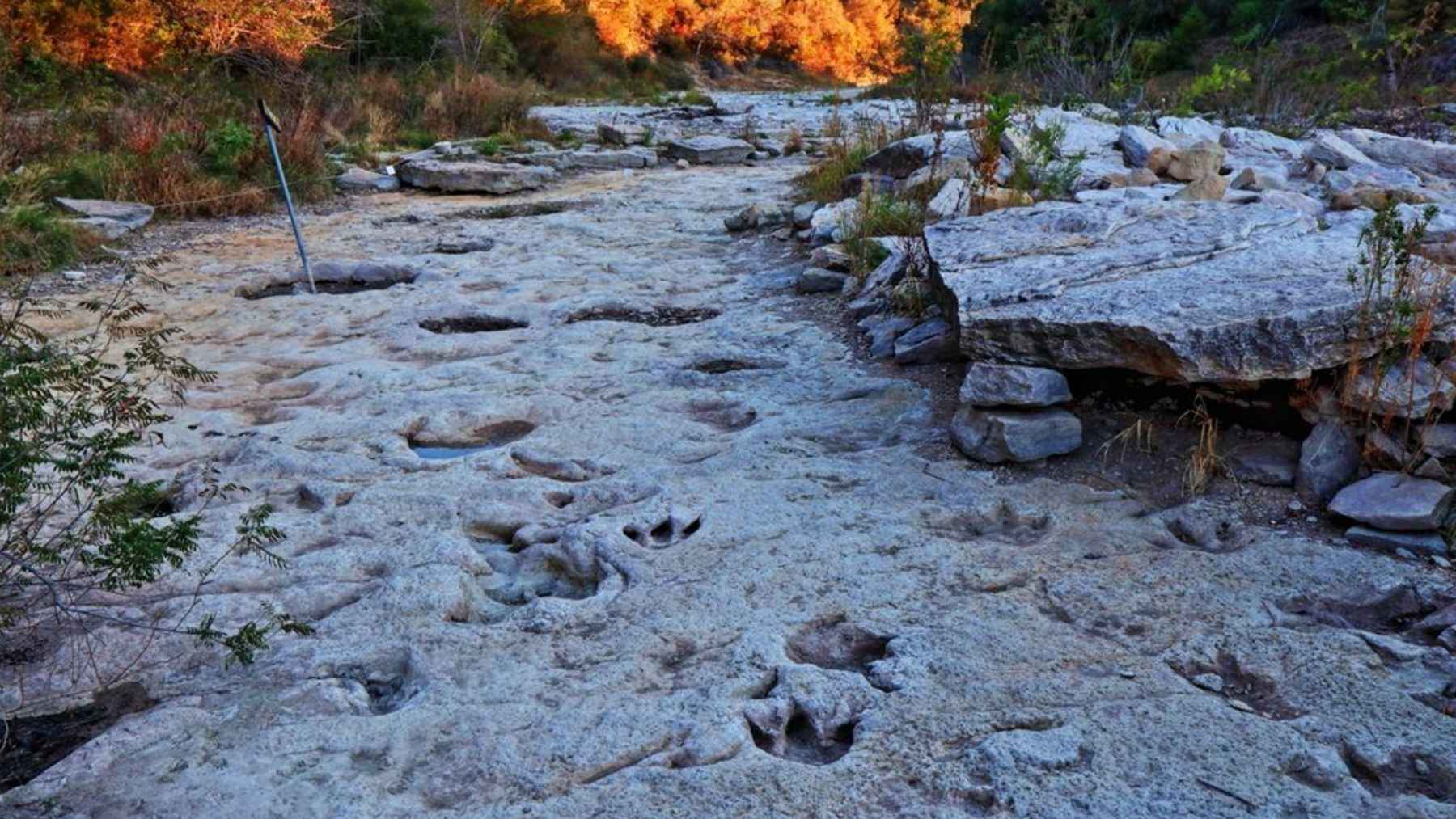 Dinosaur tracks exposed in a Texas creek bed after floodwaters washed away layers of sediment.