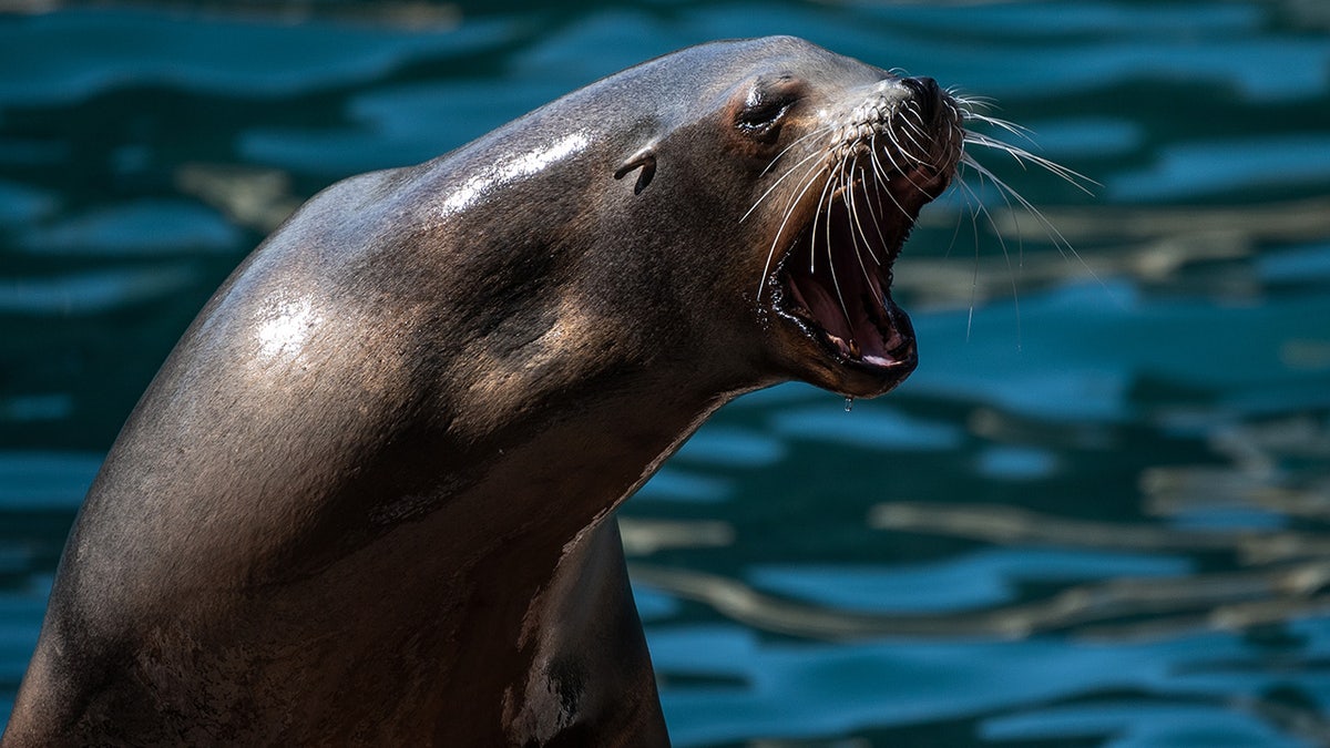 A California sea lion opening its mouth in an enclosure at Faunia zoo.