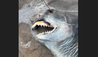 Sea creature with ‘needlelike’ teeth found Outer Banks beach