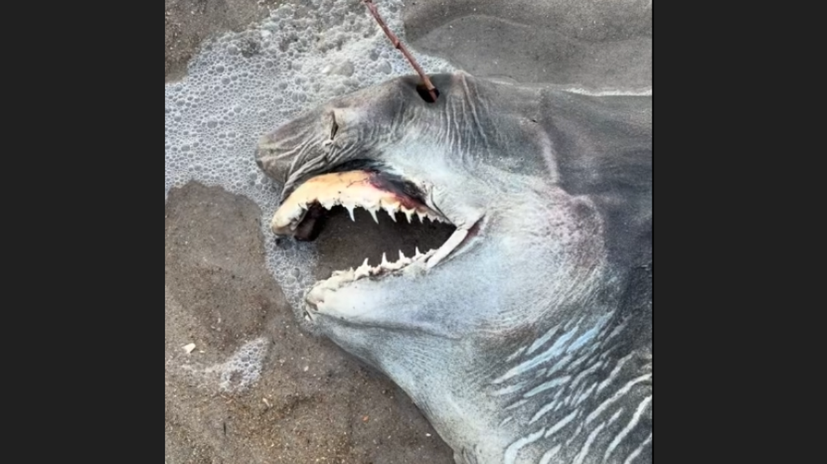 Sea creature with ‘needlelike’ teeth found Outer Banks beach