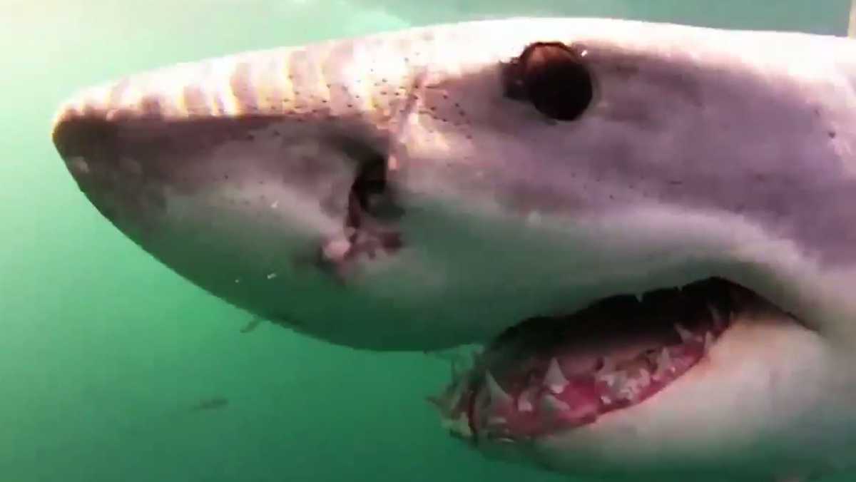 White sharks return to Mass. waters, kicking off research season