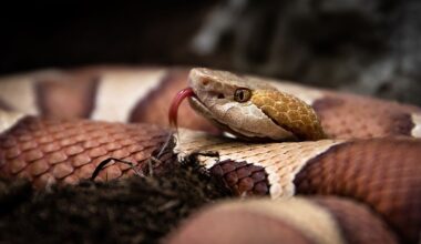 4 Copperhead Snake Hotspots In Arkansas