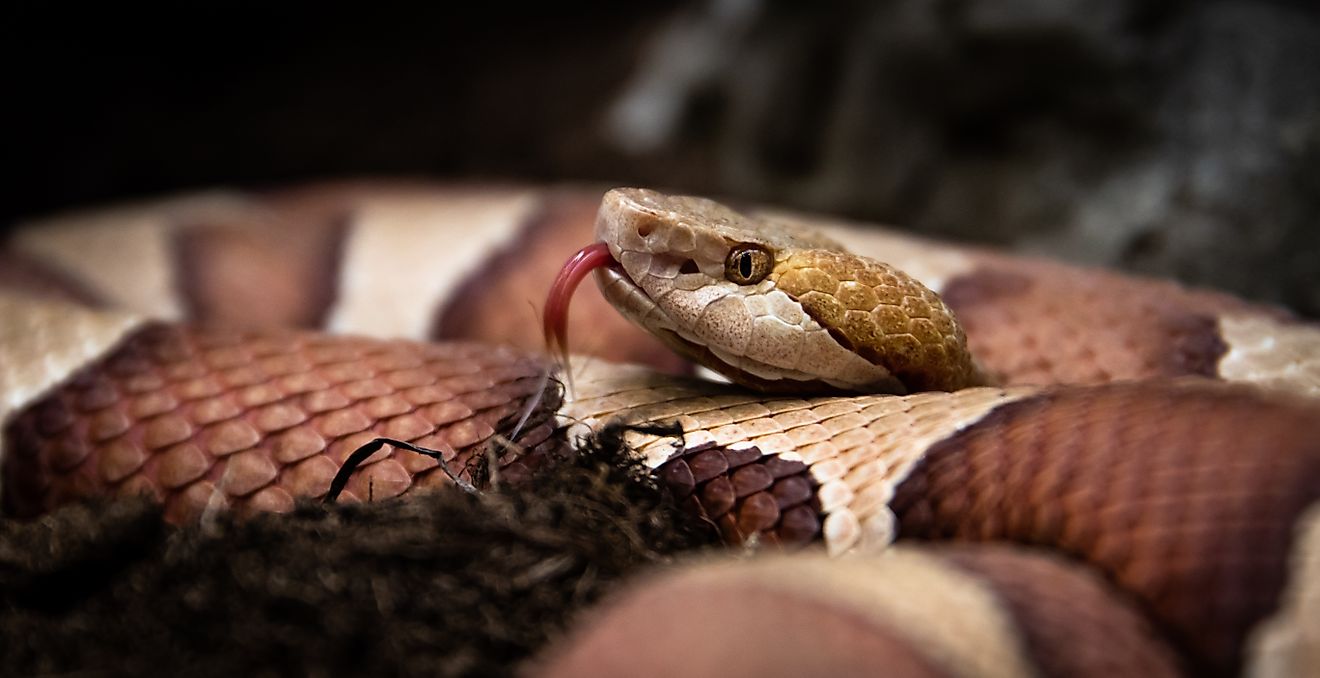 4 Copperhead Snake Hotspots In Arkansas