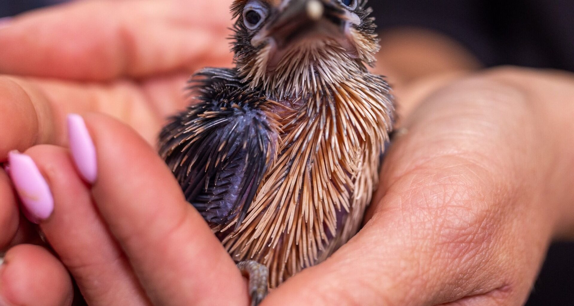 Two chicks from species classified as extinct in the wild born at Smithsonian zoo’s conservation campus