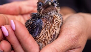 Two chicks from species classified as extinct in the wild born at Smithsonian zoo’s conservation campus