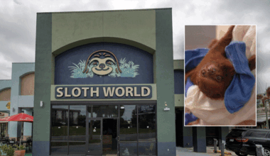 Florida bans sloth imports after dozens die of animals at Sloth World facility