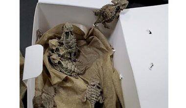 Southern California man who smuggled more than 1,700 reptiles into U.S. sentenced to prison
