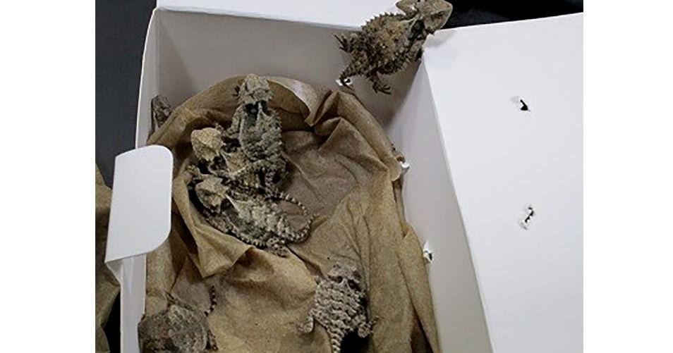 Southern California man who smuggled more than 1,700 reptiles into U.S. sentenced to prison