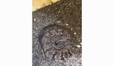 Workers rebuilding I-40 in NC encounter rattlesnakes daily