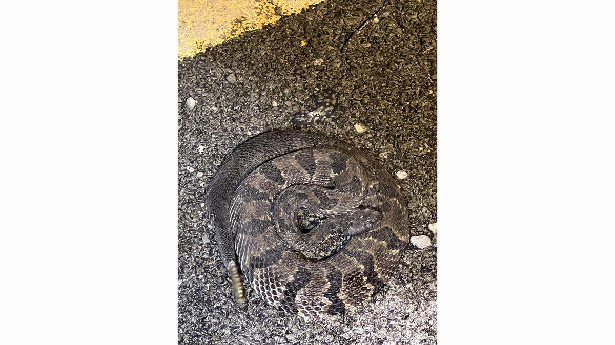 Workers rebuilding I-40 in NC encounter rattlesnakes daily