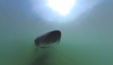 Video captures a shark bite, as SoCal photographer shares his rare and unexpected footage