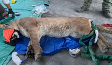 Mountain lion fitted with tracking collar and relocated after Escondido visit – San Diego Union-Tribune