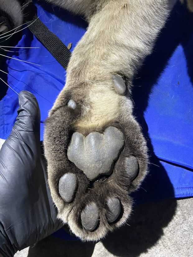 A Fish and Wildlife worker holds the paw of the 3-year-old mountain lion found in Escondido. It was released near the Cleveland National Forest Monday night. (California Department of Fish and Wildlife)