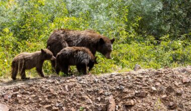 Denver-area bear sightings likely to increase amid Colorado drought