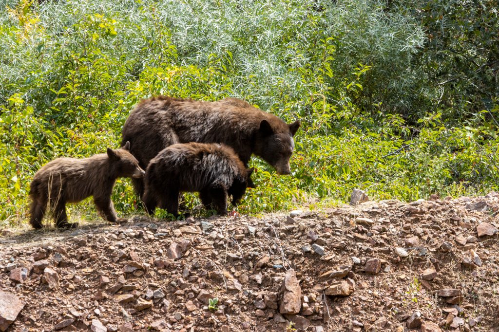 Denver-area bear sightings likely to increase amid Colorado drought