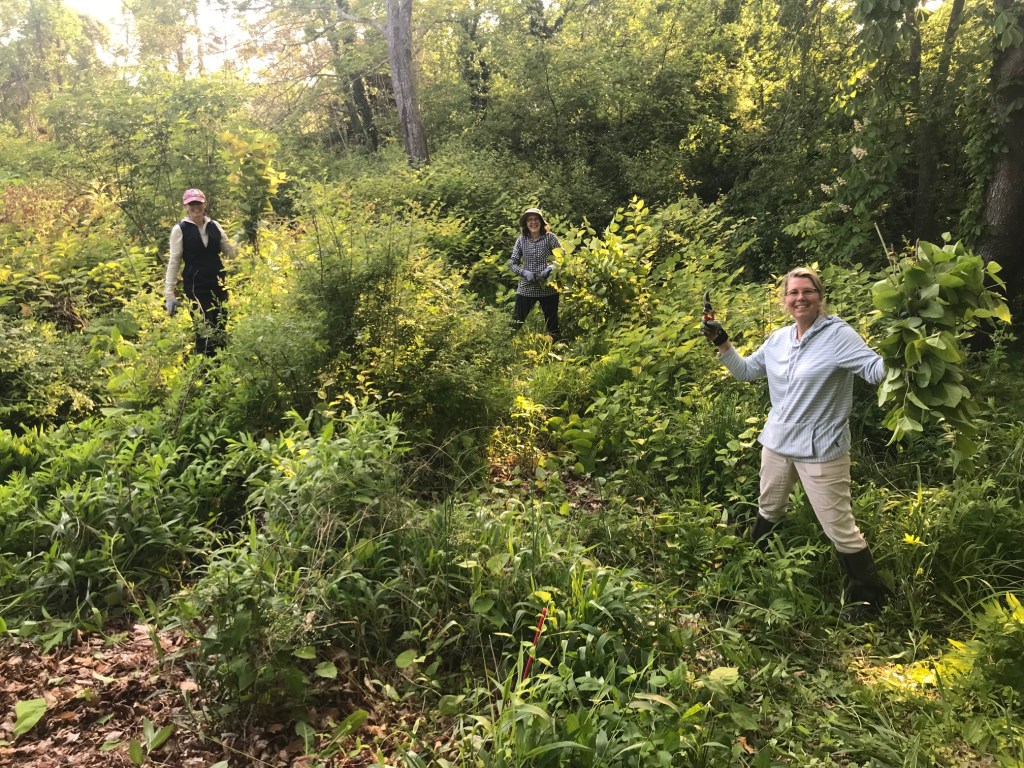 CT gardeners hoping to attract more wildlife should avoid these plants