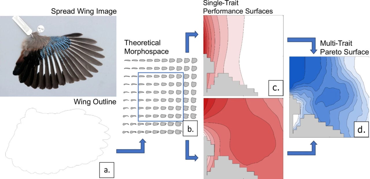 Theoretical Morphospace Analysis Bird Wing Shape