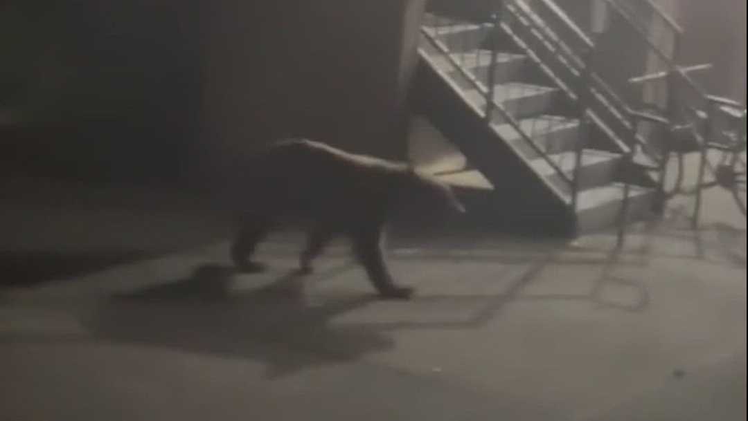 Bear is spotted walking around UC Davis campus