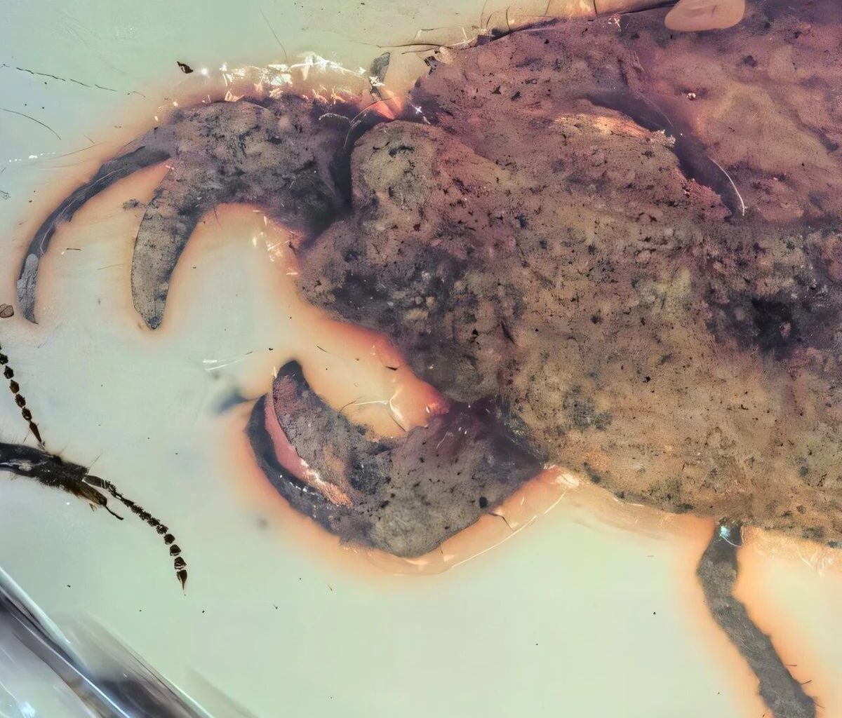 Prehistoric Insect Named After K-pop Group Stray Kids