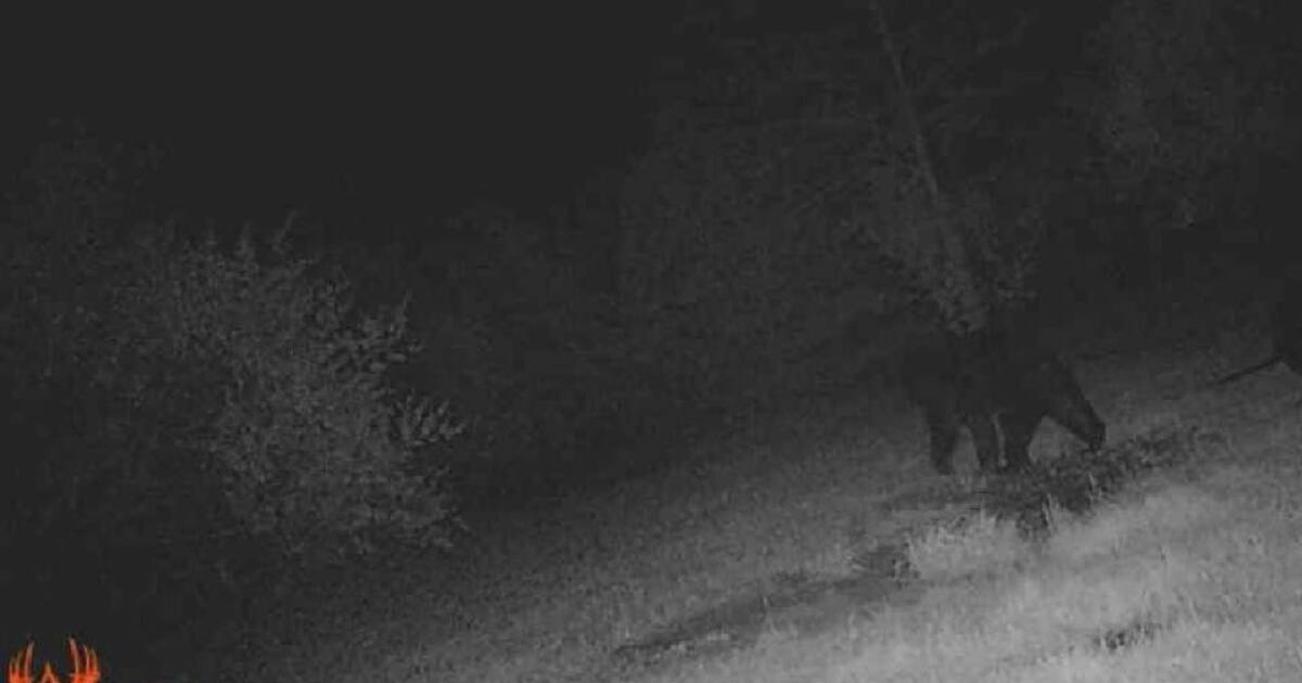 Rockwood police warn of potential black bear sighting near Flat Rock