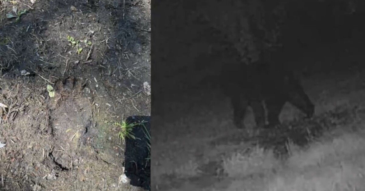 Michigan DNR confirms rare black bear sighting in Downriver communities