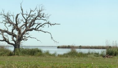 Potential impacts of possible space exploration coming to Pecan Island