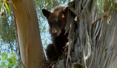 Bear spotted in a tree near San Luis Obispo home
